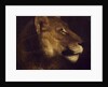 Head of lioness by Theodore Gericault
