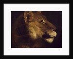 Head of lioness by Theodore Gericault