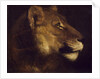Head of lioness by Theodore Gericault