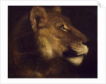 Head of lioness by Theodore Gericault