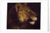 Head of lioness by Theodore Gericault