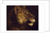 Head of lioness by Theodore Gericault