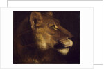 Head of lioness by Theodore Gericault