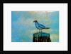 Bird by Anonymous