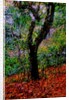 Tree by Anonymous