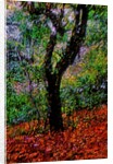 Tree by Anonymous