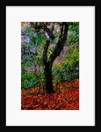 Tree by Anonymous