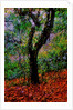 Tree by Anonymous