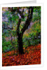 Tree by Anonymous