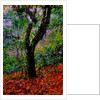 Tree by Anonymous