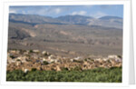 Al Hamra, Oman. by Anonymous