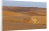 A wild camel walking on sand dunes. by Anonymous