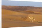 A wild camel walking on sand dunes. by Anonymous