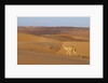 A wild camel walking on sand dunes. by Anonymous