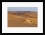 A wild camel walking on sand dunes. by Anonymous