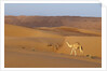 A wild camel walking on sand dunes. by Anonymous