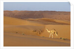 A wild camel walking on sand dunes. by Anonymous