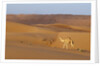 A wild camel walking on sand dunes. by Anonymous