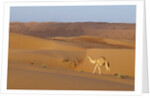 A wild camel walking on sand dunes. by Anonymous