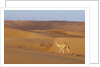 A wild camel walking on sand dunes. by Anonymous