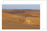 A wild camel walking on sand dunes. by Anonymous