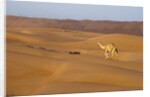 A wild camel walking on sand dunes. by Anonymous