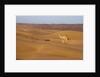 A wild camel walking on sand dunes. by Anonymous