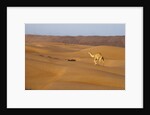 A wild camel walking on sand dunes. by Anonymous