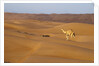 A wild camel walking on sand dunes. by Anonymous