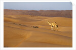A wild camel walking on sand dunes. by Anonymous
