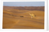 A wild camel walking on sand dunes. by Anonymous