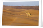 A wild camel walking on sand dunes. by Anonymous
