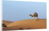 A wild camel walking on sand dunes. by Anonymous