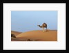 A wild camel walking on sand dunes. by Anonymous