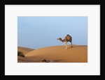 A wild camel walking on sand dunes. by Anonymous