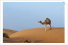 A wild camel walking on sand dunes. by Anonymous