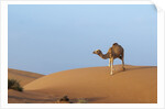 A wild camel walking on sand dunes. by Anonymous