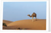 A wild camel walking on sand dunes. by Anonymous