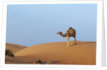 A wild camel walking on sand dunes. by Anonymous