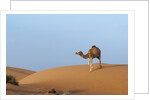 A wild camel walking on sand dunes. by Anonymous