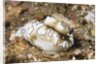 Dark Margin Glossodoris by Anonymous