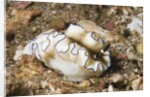 Dark Margin Glossodoris by Anonymous