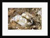 Dark Margin Glossodoris by Anonymous