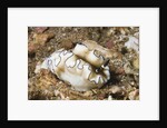 Dark Margin Glossodoris by Anonymous