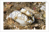 Dark Margin Glossodoris by Anonymous