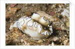 Dark Margin Glossodoris by Anonymous