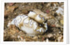 Dark Margin Glossodoris by Anonymous