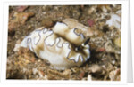 Dark Margin Glossodoris by Anonymous