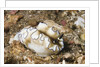 Dark Margin Glossodoris by Anonymous