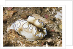Dark Margin Glossodoris by Anonymous